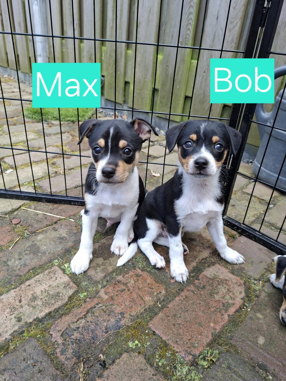 Boerenfox pups