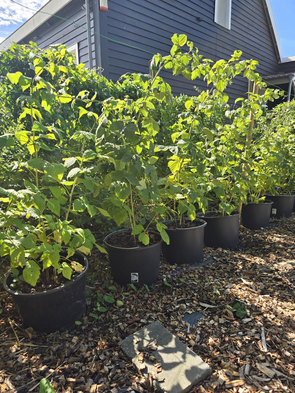 Moestuin  fruitplanten