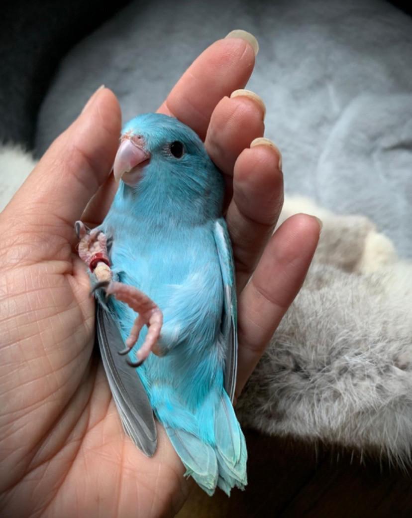 Handtam jong Forpusje