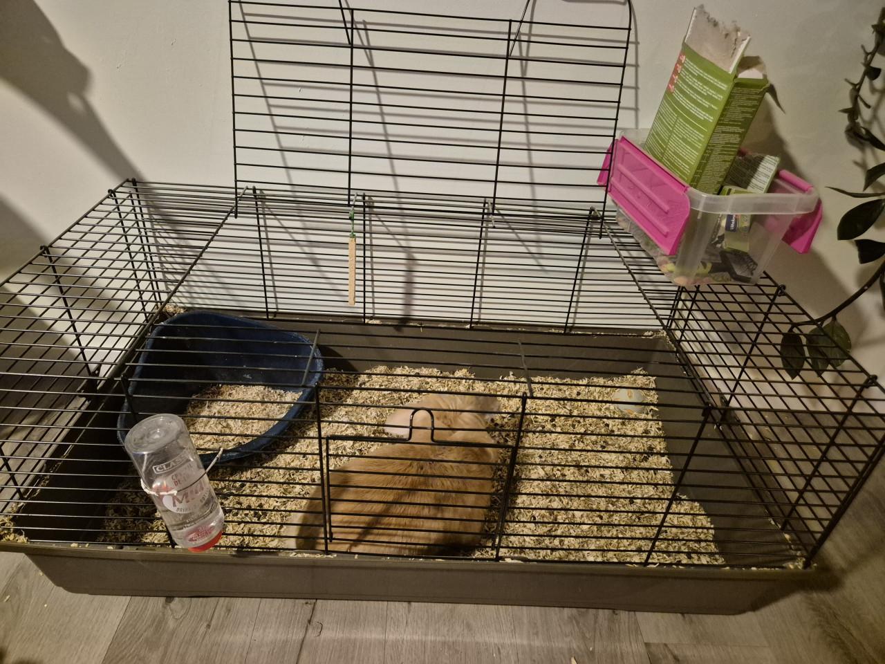 Leeuwenkopkonijn vrouwtje inclusief kooi en andere spullen