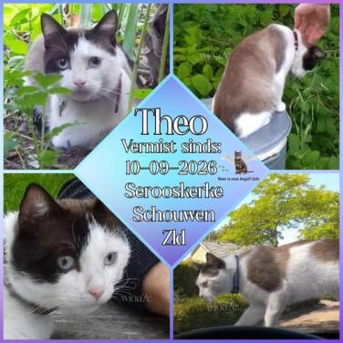 VERMIST onze kater op Schouwen