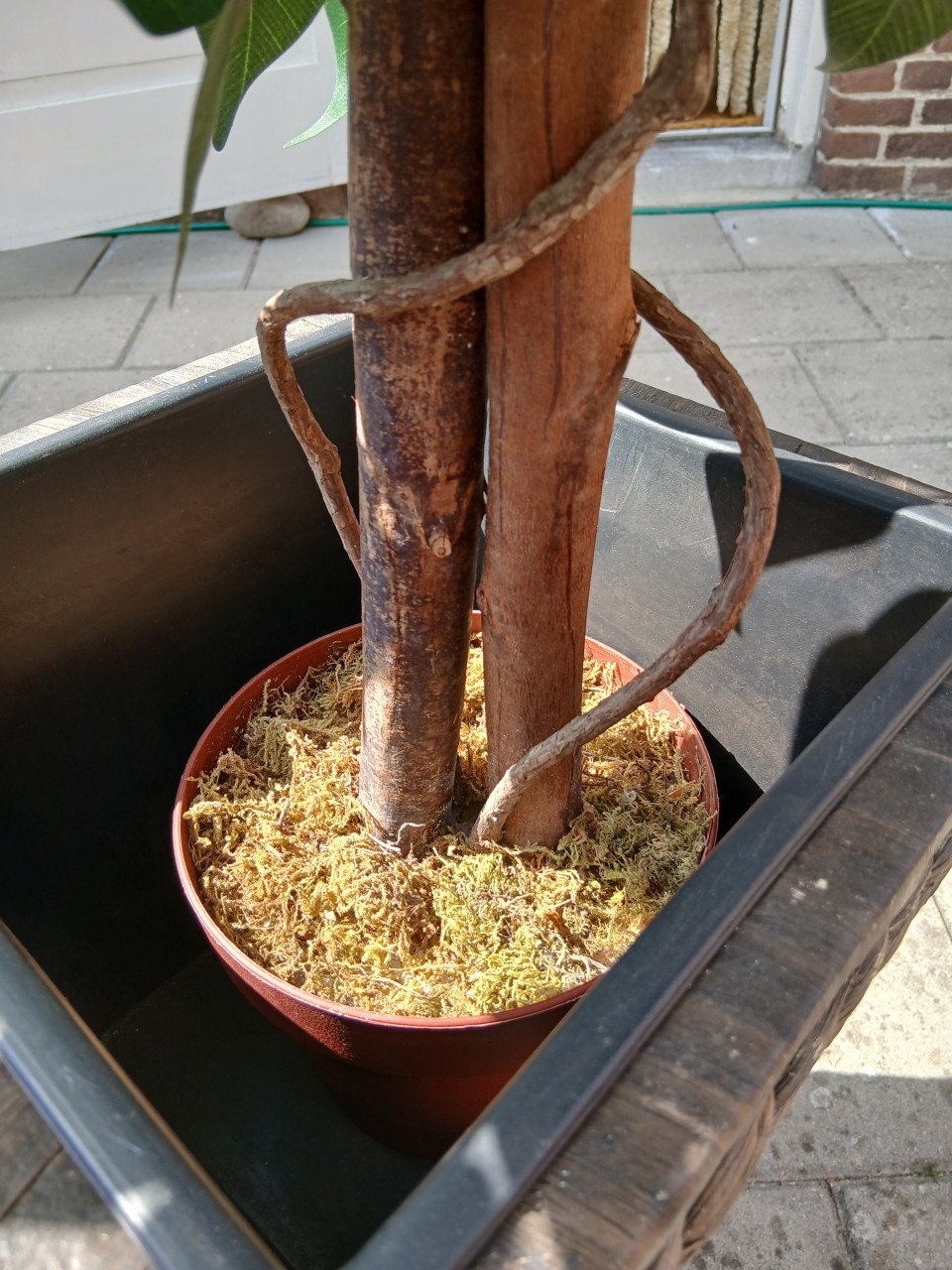 FICUS BOOM