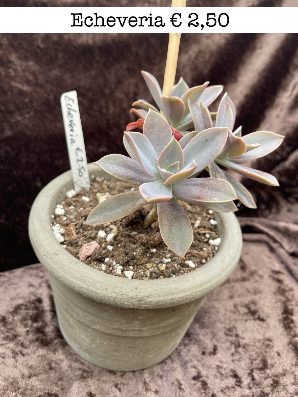 Planten - succulenten