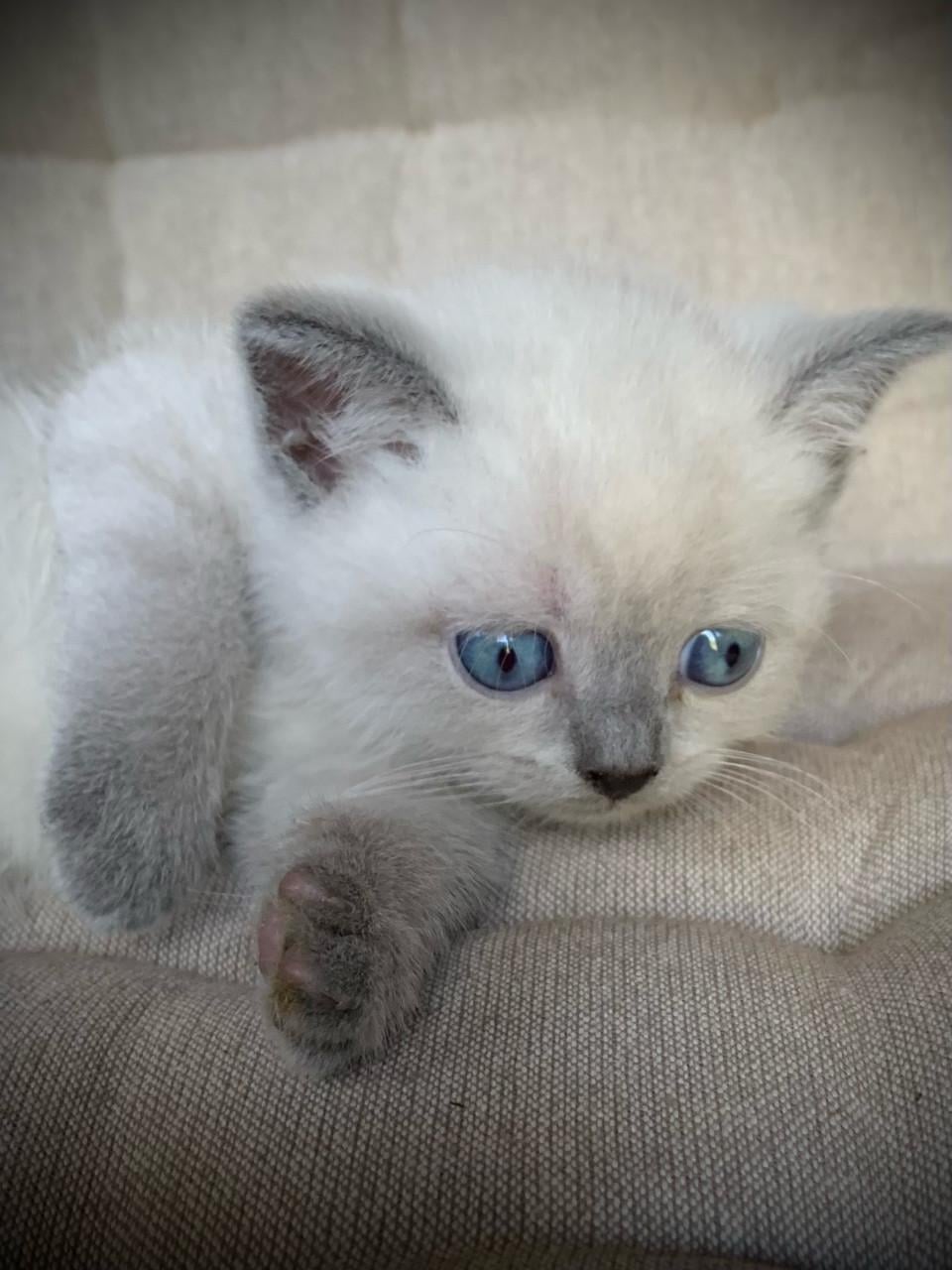 Brits Korthaar kitten blue point