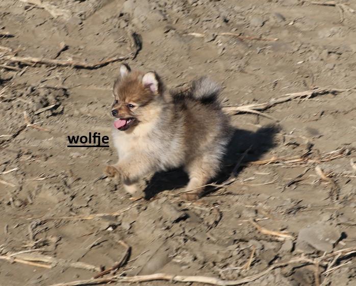 Pomeriaan pups ( teefjes )