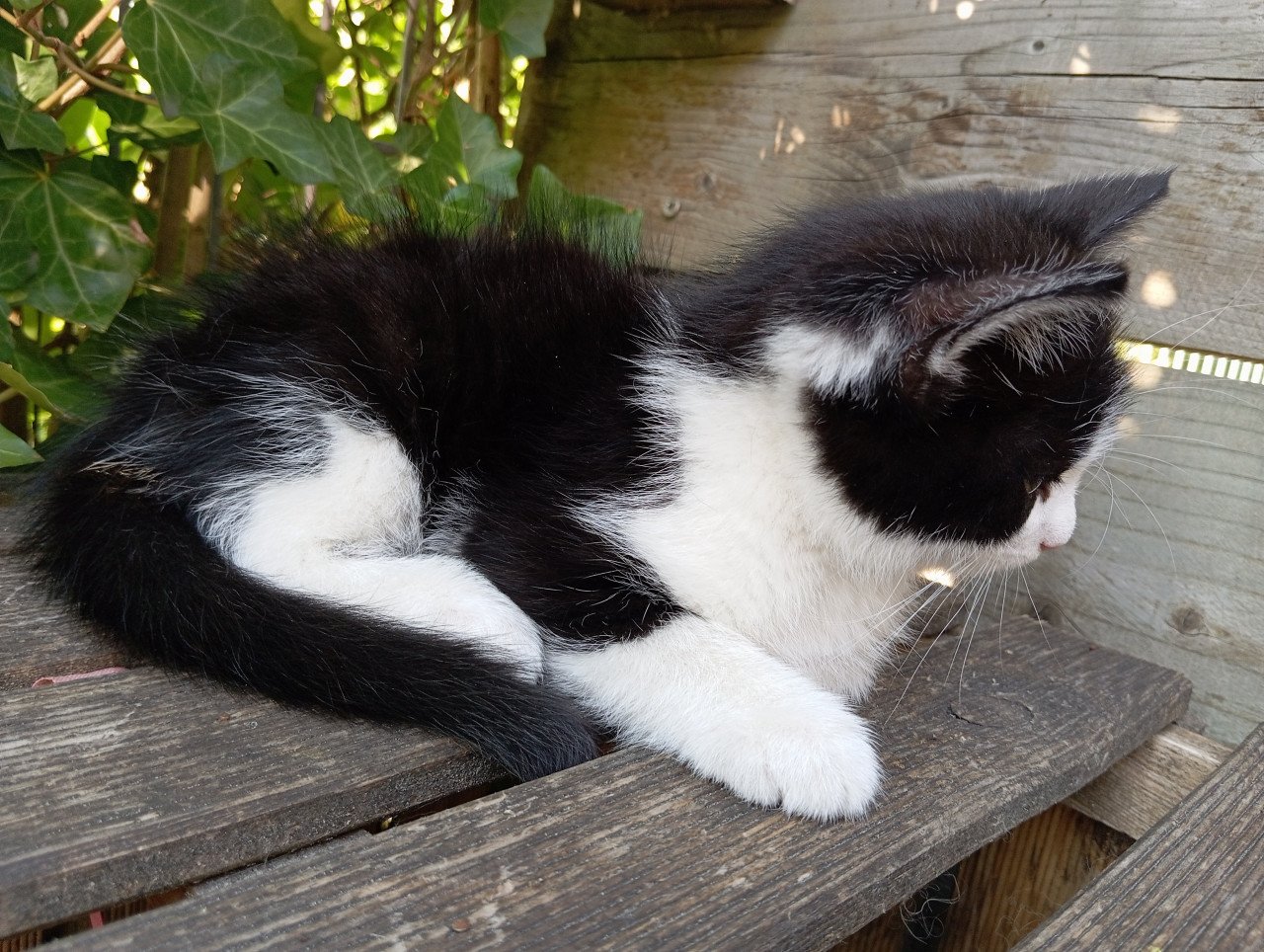 Kitten mannetje