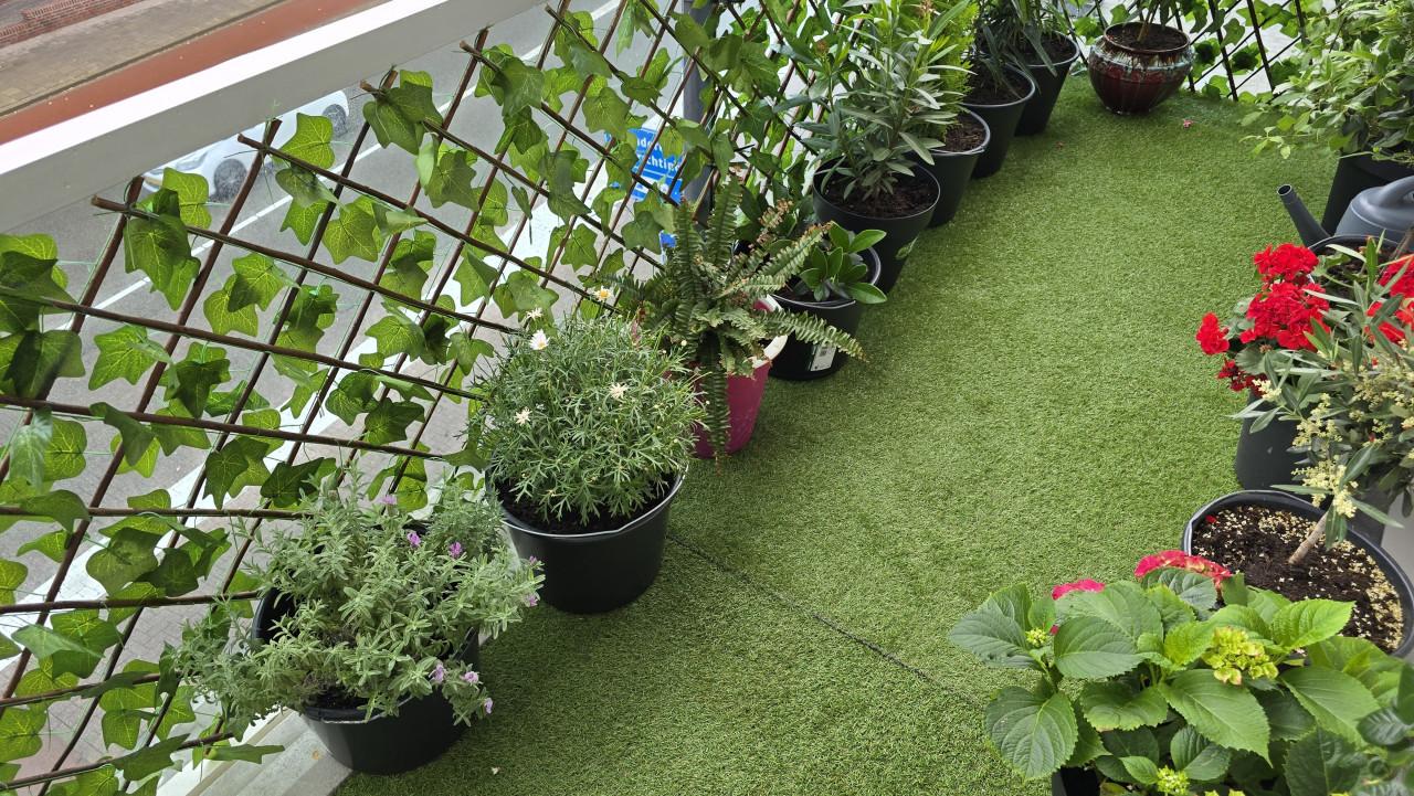 18 prachtige balkon- en tuinplanten