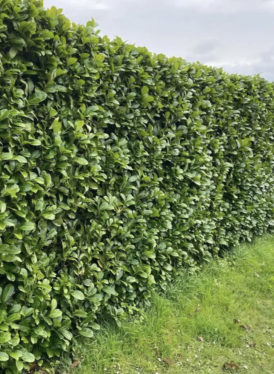 Laurierhaag Rotundifolia