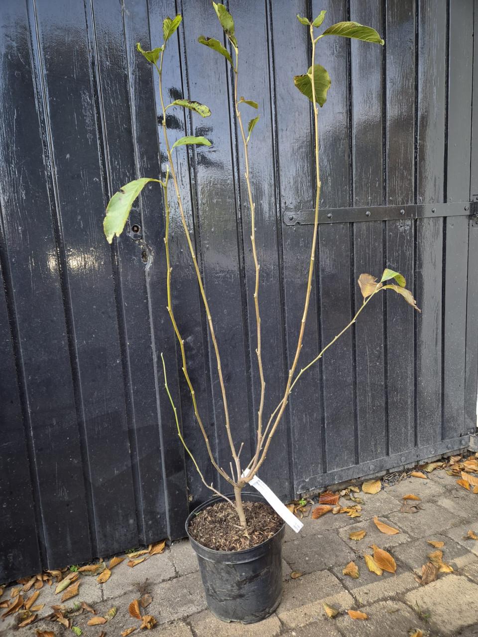 Magnolia Soulangeana struiken ca. 120 cm