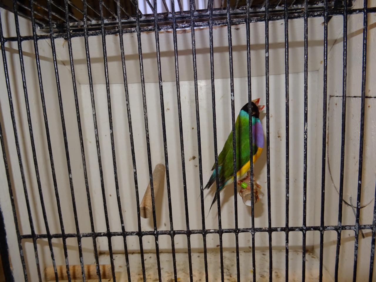 Te koop uit buiten voliere  koppels Gouldamadines onverwant !