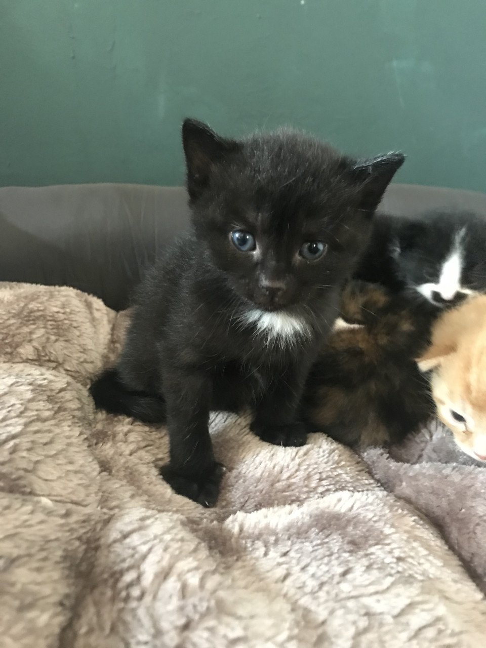 Kittens (bij interesse graag appen!)
