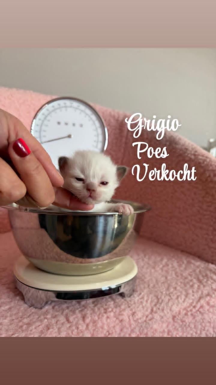 Ragdoll kittens MET stamboom VAN ORANJE Parels Ragdoll Cattery