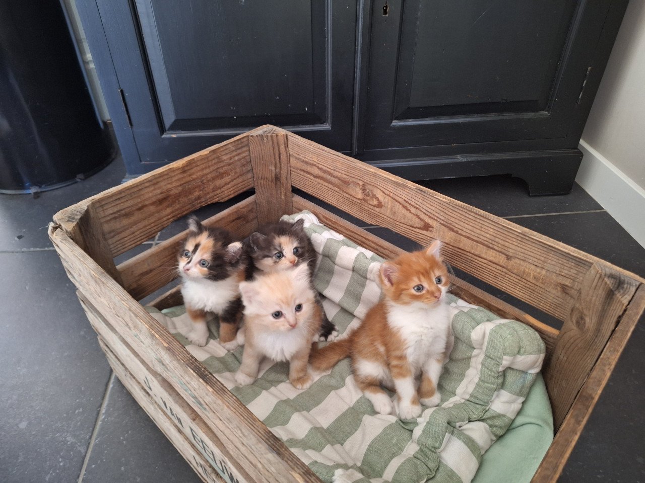 Kittens