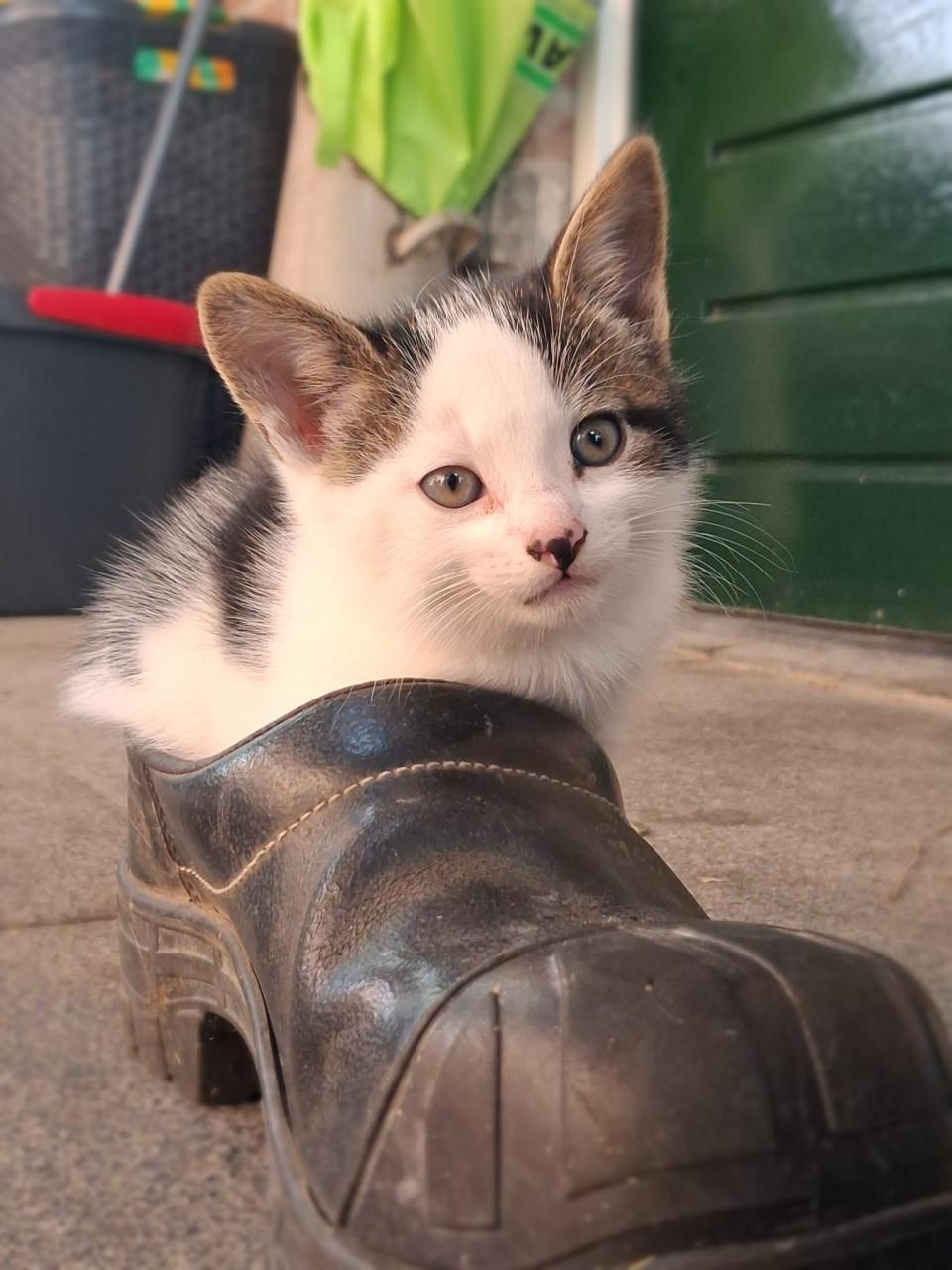 Kittens
