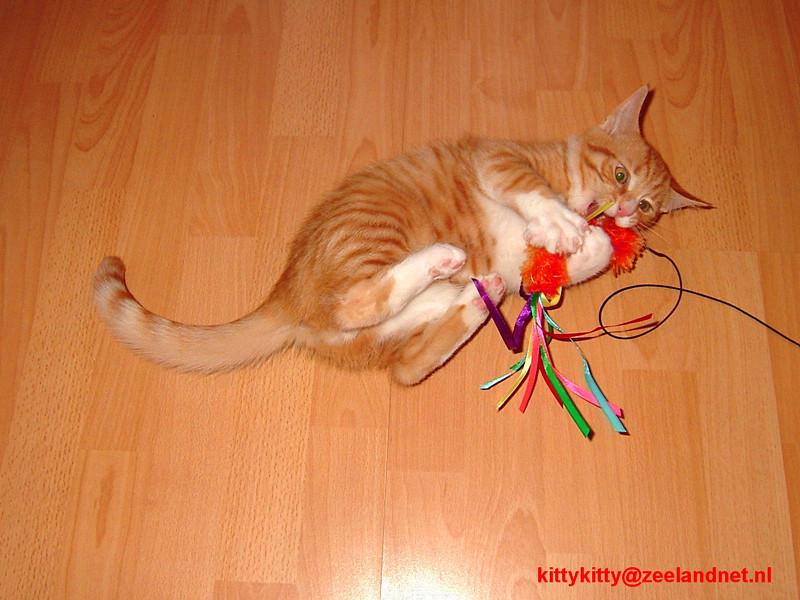 Kattenhotel Kitty Kitty, in Axel