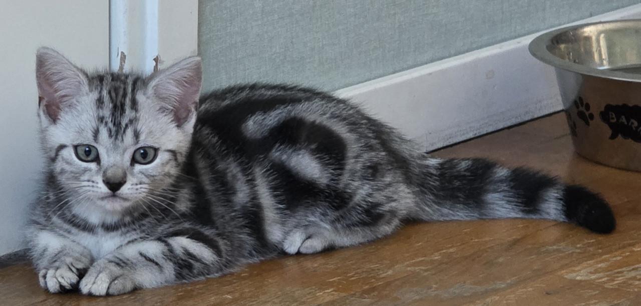 Brits korthaar kitten (Whiskas)