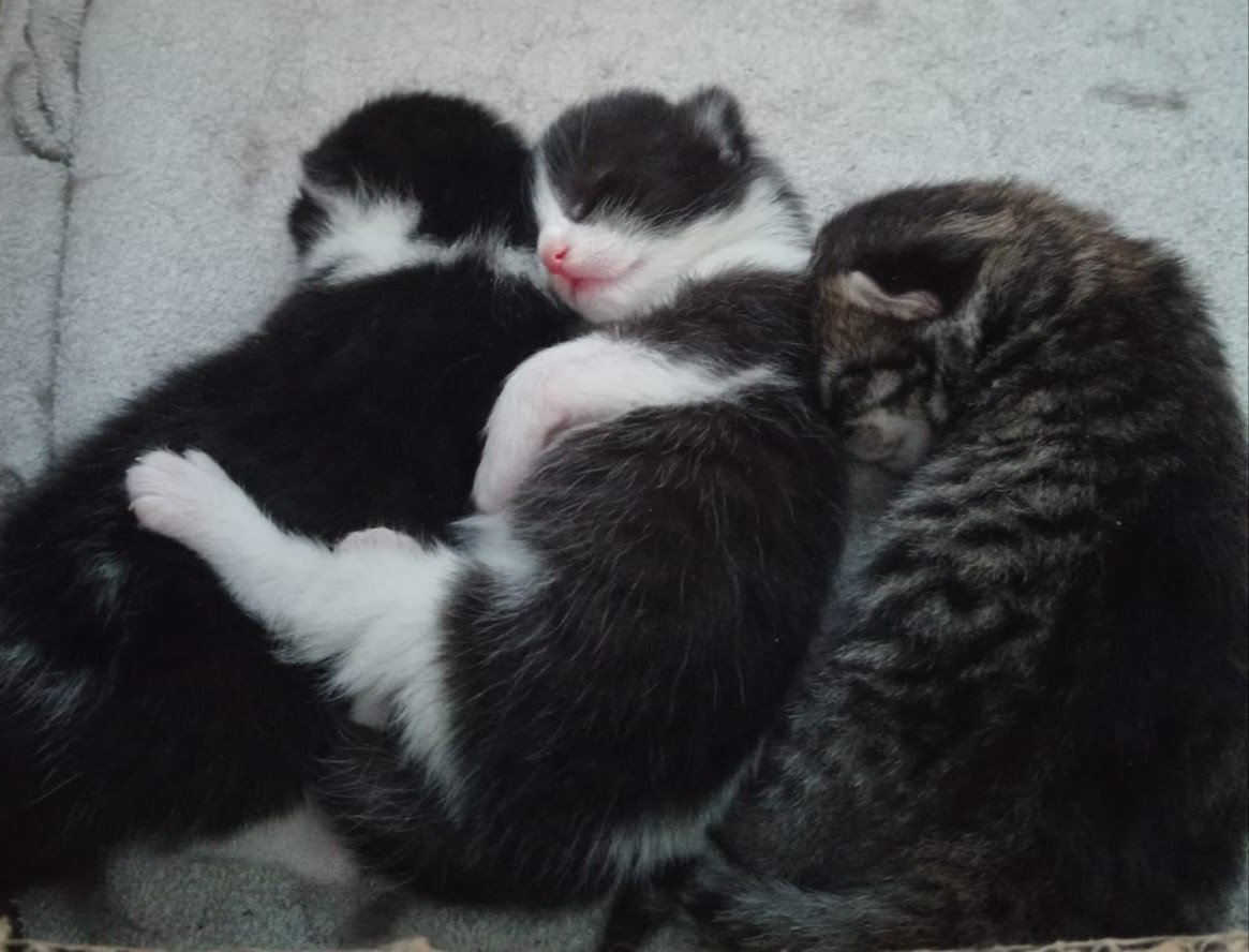Kittens