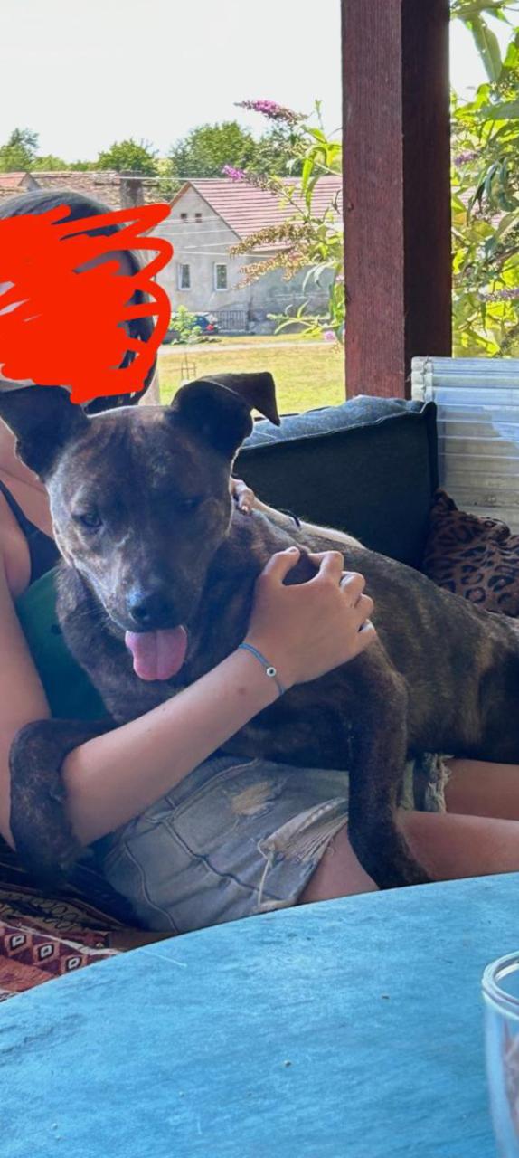 3 jarige sociale reu, Stafford/herder mix