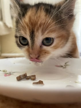Kitten vrouwtje