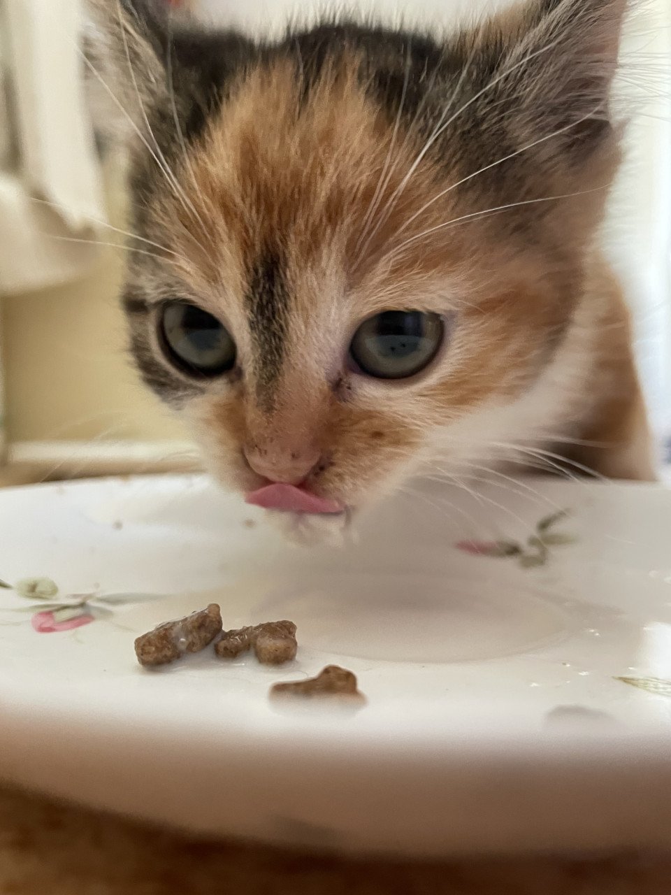 Kitten vrouwtje