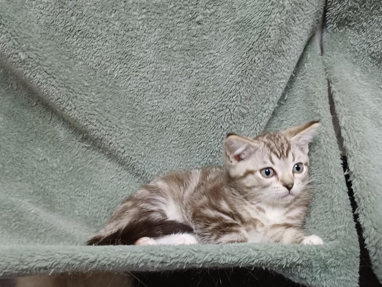 Super mooi Britse Korthaar x Ragdoll Katertje beschikbaar.