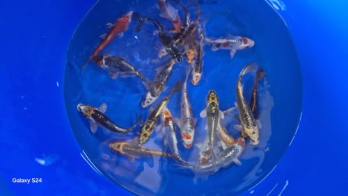Mooi koi (metallic)