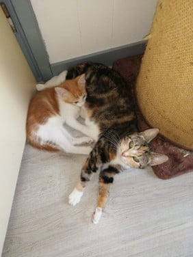 Leuke kitten te koop