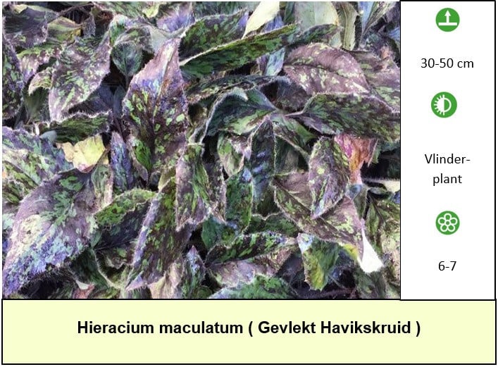 Weer volop aanbod in ons plantenkraampje ! Vaste planten voor €1,25 p/st.