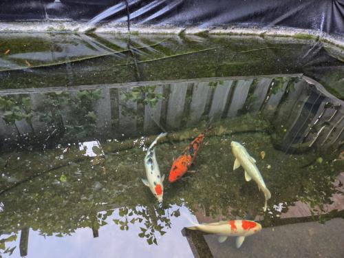 Koi's 30 á 40 cm , 4 stuks