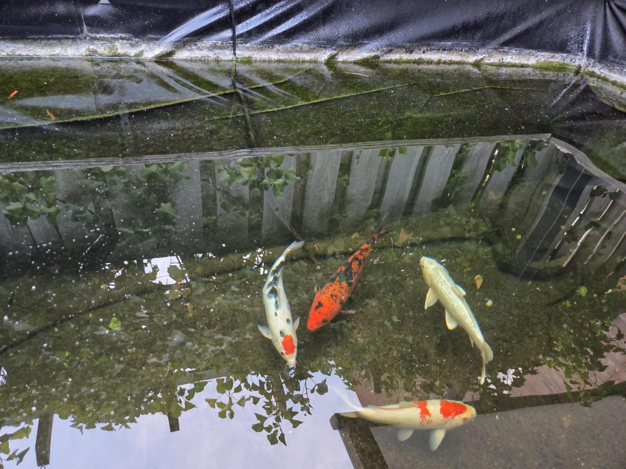 Koi's 30 á 40 cm , 4 stuks
