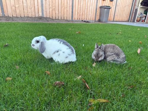 2 vrouwtjes konijnen