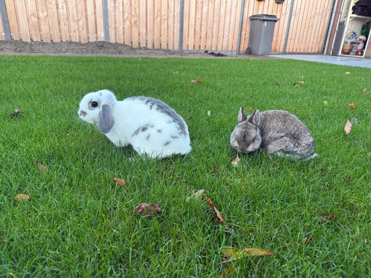 2 vrouwtjes konijnen