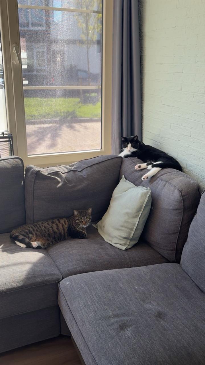 Bilou en Bailey zoeken een goud mandje