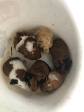 Knappe baby cavia’s!!