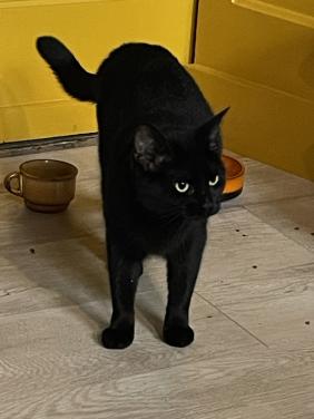 Poes Zwart 2jaar oud