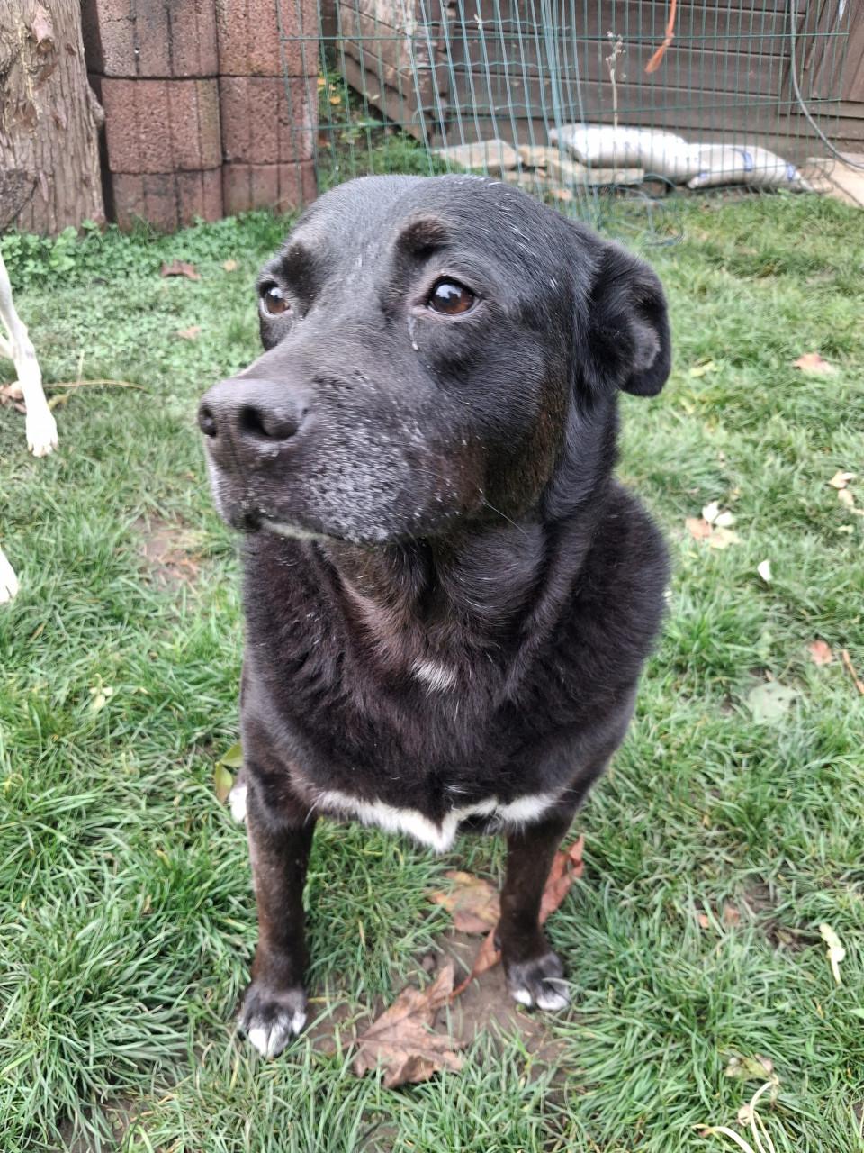 Ter adoptie Sally 6 jaar