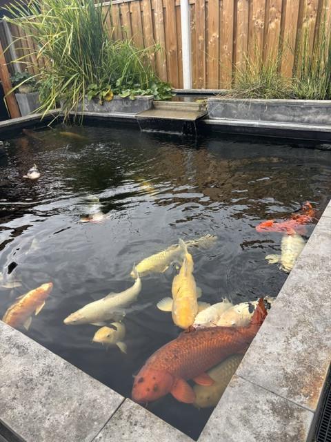 Koi vissen