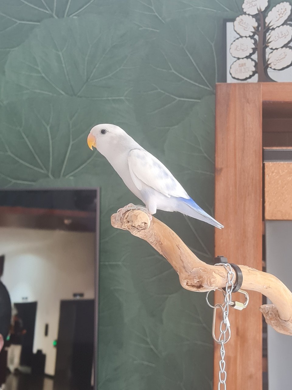 Jonge Agapornis Roseicollis te koop