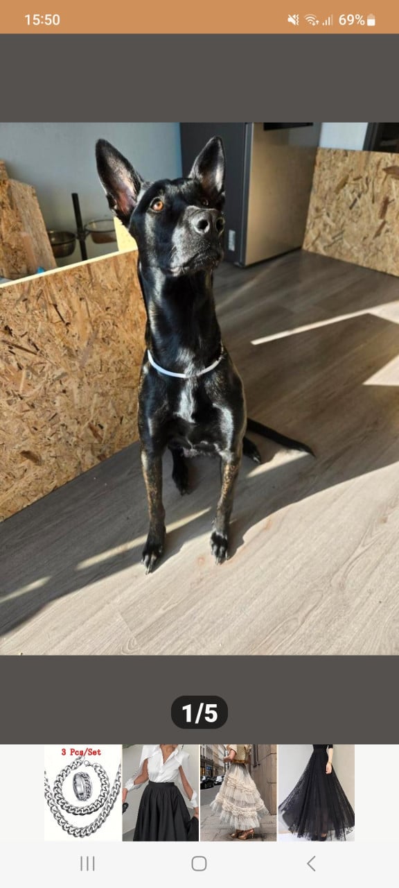 Mechelse herder pup