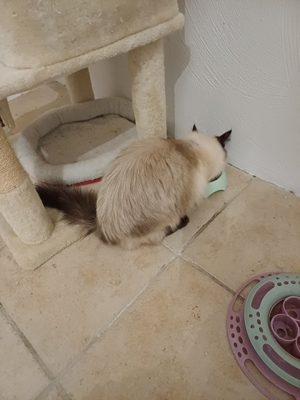 Zeer mooie Ragdoll poes mooie blauwe ogen