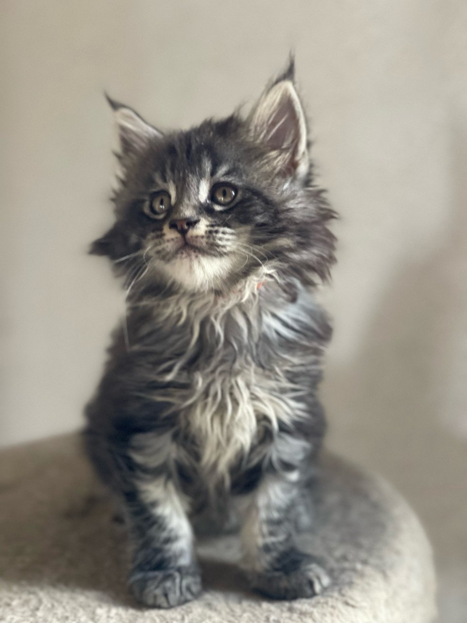Maine Coon xxl kittens