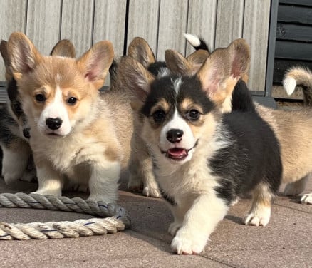 Welsh corgi pembroke puppies