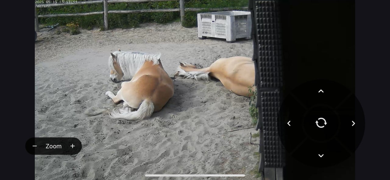5-jarige Palomino PRE merrie