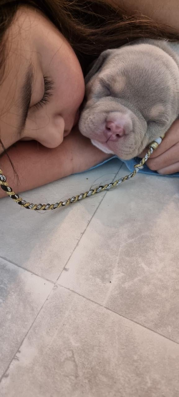 Micro extreem bully pup met stamboom