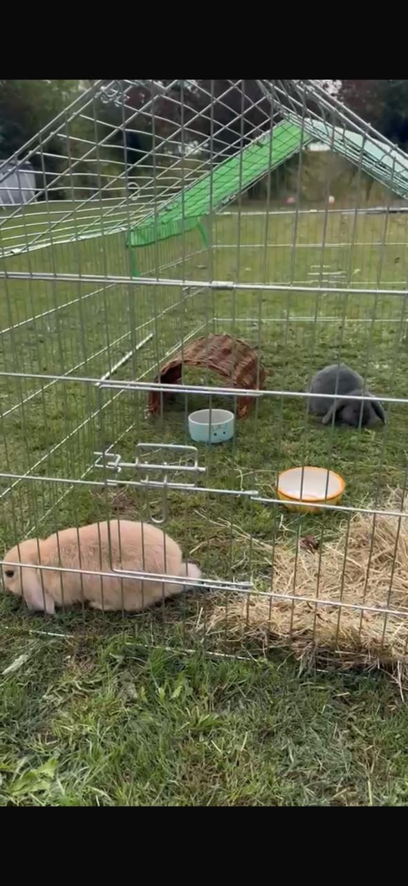 Twee konijnen (koppel) met alle toebehoren