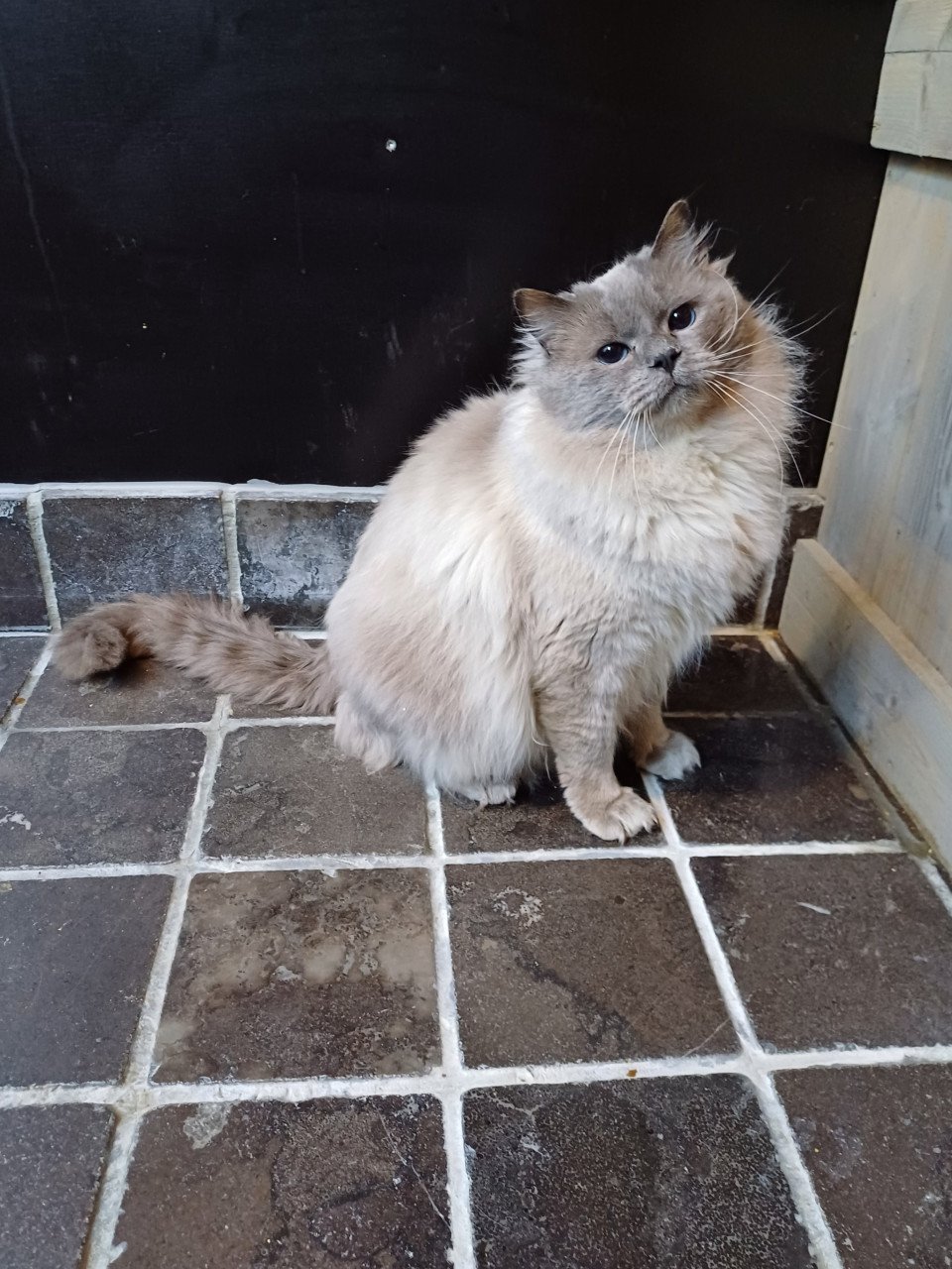 Mooie lieve Ragdoll Blue Point kater met stamboom