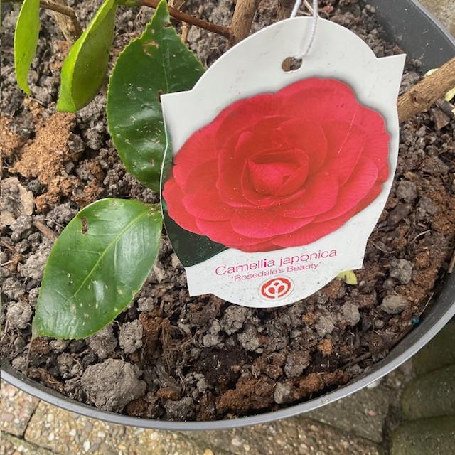 Camelia Japonica 1.10 m hoog