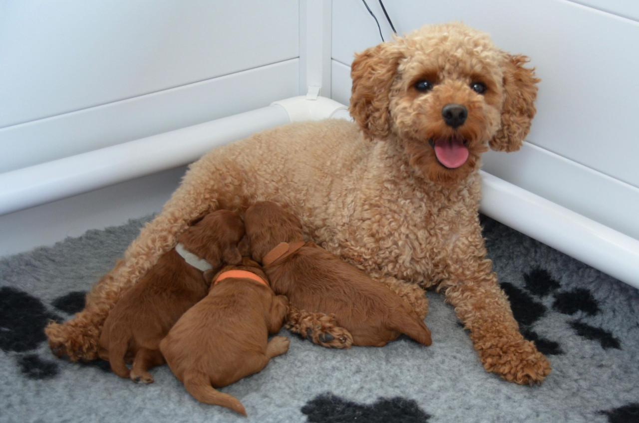 Prachtige toypoedel pups