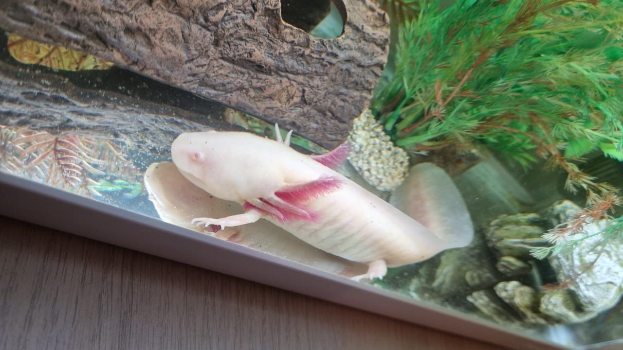 Axolotl albino