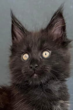 Maine Coon kittens